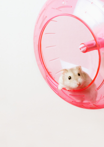 hamster_wheel.jpg