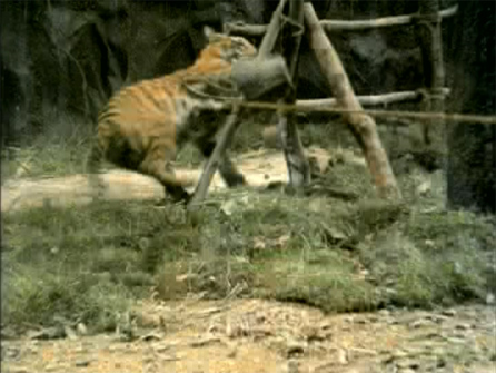 azaad_poortiger azaad_poortiger