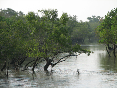india_sundarbans